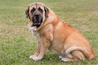 O mastim espanhol tem vocação para cão de guarda e dedicado à família