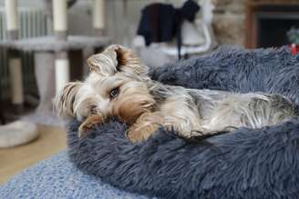Saiba como identificar os sinais de quando o seu cachorro esta doente
