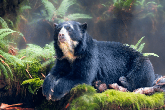 O urso-de-óculos têm hábitos bastante particulares e um comportamento muito diferente do que muita gente imagina