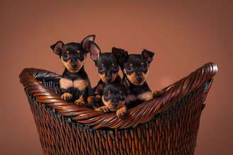 Nomes inspirados em personagens de filme, série ou desenho animado são perfeitos para refletir ou complementar a natureza cativante e vibrante do pinscher