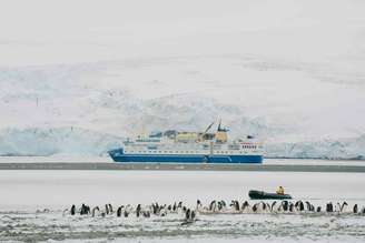pinguins com navio de cruzeiro ao fundo