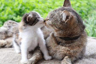 A apresentação entre os gatos deve acontecer de forma gradual, respeitando o tempo de adaptação de cada animal