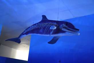 Esqueleto de um golfinho exposto no Museu Oceanográ de Arraial do Cabo: à medida em que o Brasil se prepara para sediar a Conferência Global da Década do Oceano, em 2027, pesquisa mostra que é preciso ampliar o diálogo entre a Ciência do Mar e as comunidades costeiras.