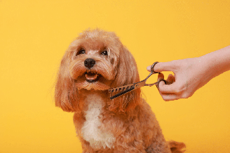 Antes de levar o cachorro para tosar, é importante tomar algumas precauções para garantir que o procedimento seja seguro e confortável