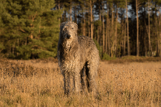 Conhecido por seu passado como cão de caça, o deerhound conquistou espaço como um excelente companheiro para quem procura um cão afetuoso e calmo