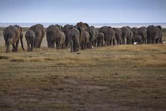 Autoridades investigam mortes de elefantes no Parque de Amboseli