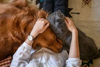 Descubra se o seu signo combina mais com gatos ou cachorros