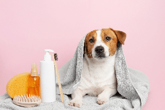 Adaptar a rotina de higiene dos pets no inverno ajuda a evitar desconfortos e problemas de pele