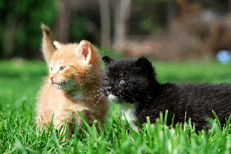 Nomes combinados são uma opção divertida para duplas de gatos