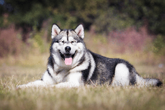Diferentes raças de cachorro famosas no mundo foram desenvolvidas nos Estados Unidos