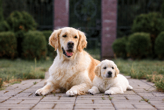 A adaptação entre um filhote e um cachorro mais velho exige alguns cuidados