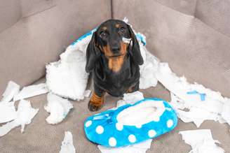 Aprenda a identificar sinais de um cachorro ansioso