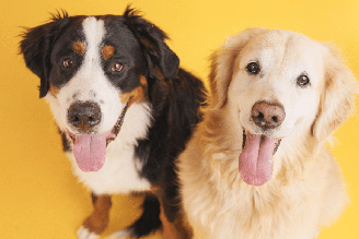 Nomes combinando e com relação entre si são uma opção criativa para dois cachorros