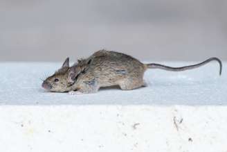 TANYARICO/Shutterstock