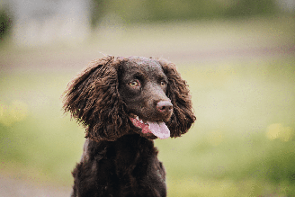 O cão d'água americano é um animal inteligente, amigável e que gosta de agradar as pessoas