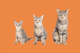 Saber em que fase da vida o animal está é o que orienta os cuidados com a saúde