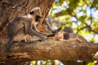 Um langur-cinzento-empenachado (Semnopithecus priam) acaricia um esquilo-gigante-cinzento (Ratufa macroura) no Parque Nacional de Yala, Sri Lanka: muitas interações podem trazer benefícios semelhantes aos observados dentro da mesma espécie Senthi Aathavan Senthilverl/Wikimedia Commons, CC BY-NC