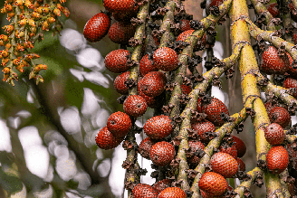 Além do sabor, o buriti chama a atenção pela composição nutricional