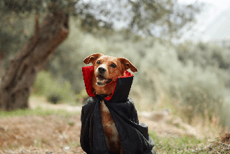 Muitas características dos personagens da Saga Crepúsculo combinam com cães de diferentes portes, temperamentos e estilos