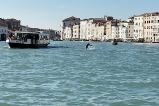 Golfinho 'Nane' na Lagoa de Veneza, em foto de arquivo