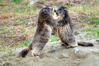 Marmotas brincam em montanha nos Alpes