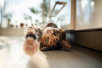 Em comparação com os cães, os gatos são tradicionalmente vistos como “menos” domesticados: estudos sugerem que os gatos têm a capacidade de formar relacionamentos próximos com pessoas há muito tempo, então provavelmente o que mais mudou foi nossa relação com eles. DimaBerlin/Shutterstock
