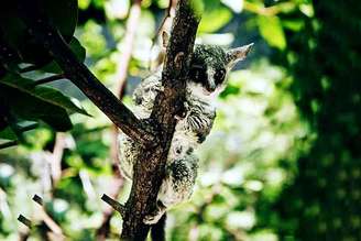 Os gálagos, também conhecidos como bush babies, são pequenos primatas pertencentes à família Galagidae. Atualmente, são reconhecidas cerca de 20 espécies, embora esse número possa variar conforme a classificação taxonômica. Pesquisadores acreditam que a diversidade do grupo ainda não seja totalmente conhecida.