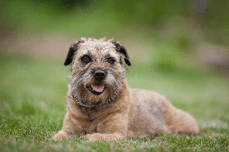 Mesmo mantendo suas características de cão de campo, o border terrier conquistou espaço dentro dos lares