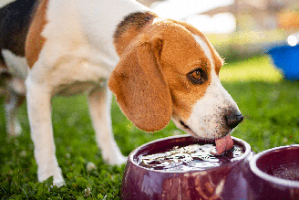 Cães e gatos também podem sofrer com a baixa umidade do ar