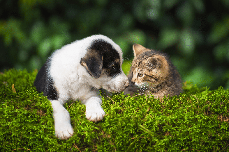 Nomes combinando podem ser ideais para uma dupla de cachorro e gato