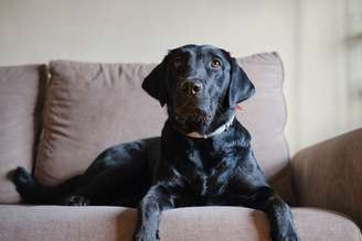 Estudo é a primeira prova de conceito baseada em ressonância magnética de que os cachorros são capazes de distinguir entre duas expressões faciais humanas de emoções negativas distintas, indo além de uma simples divisão de valência (boa/ruim). Lemon Photos/Getty Images