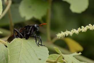 A maior mosca do mundo, a Gauromydas heros, pode atingir cerca de 7 centímetros de comprimento. Nativa do Brasil e de outros países da América do Sul, chama atenção pelo tamanho impressionante. Sua aparência lembra a de grandes vespas, característica que pode ajudar a afastar predadores.