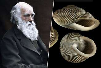 Darwin