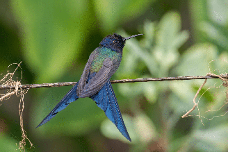 Encontradas em diferentes biomas, elas revelam a riqueza e a diversidade da fauna do país