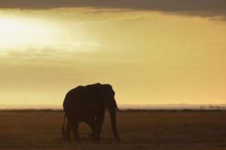 Suspeita é que elefantes do Parque de Amboseli tenham sido envenenados