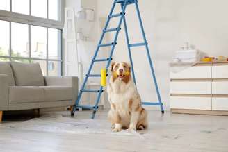 Cuidados simples tornam a reforma em casa menos assustadora para os pets