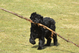 O porte robusto está entre as características mais marcantes do bouvier des Flandres