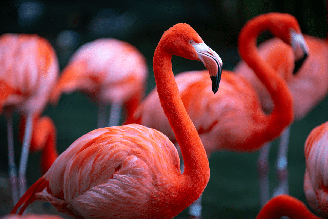 Com pernas alongadas e plumagem marcante, os flamingos apresentam características e hábitos curiosos que vão muito além da aparência
