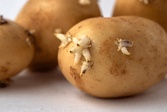 Antes de aproveitar uma batata germinada, é importante observar sua aparência, firmeza e possíveis sinais de deterioração
