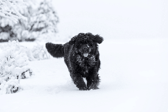 O Canadá está ligado à origem de cães que conquistaram tutores ao redor do mundo