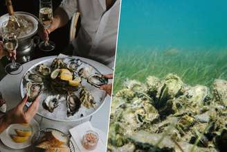 Imagens | Cathrine Skovly e The Tampa Bay Estuary Program