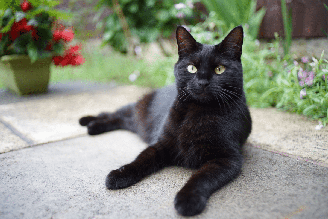 Diversas crendices sobre os gatos atravessaram gerações e continuam presentes no imaginário popular