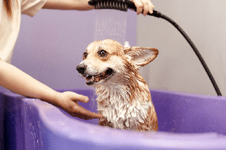 A frequência dos banhos deve acompanhar as necessidades de cada cachorro