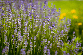 A lavanda é conhecida por ajudar a acalmar e relaxar o corpo