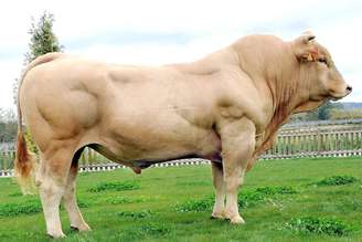 A raça Galega Loira está desaparecendo devido a um problema natural: a qualidade do seu sêmen.