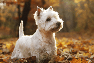 A relação dos escoceses com os cachorros atravessa séculos e está ligada principalmente à vida rural