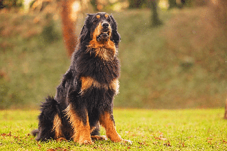 Devido à sua inteligência e capacidade de vigilância, essa raça geralmente participa de organizações de busca e resgaste, provas de obediência e atividades de terapia animal