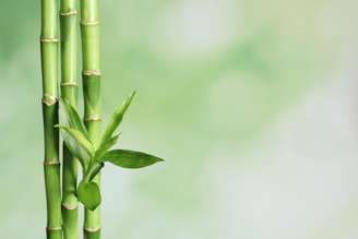 Bambu pode ser um superalimento