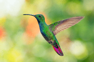 Uma das características mais impressionantes do beija-flor é a capacidade de permanecer praticamente imóvel no ar enquanto se alimenta