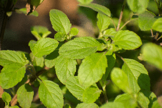 Diferente da variedade usada na culinária brasileira, a planta asiática possui características próprias e pode oferecer diferentes efeitos ao organismo